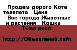  Продам дорого Кота-телепата › Цена ­ 4 500 000 - Все города Животные и растения » Кошки   . Тыва респ.